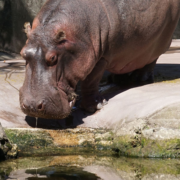 Hippopotamus at Homosassa Springs Wildlife State P...