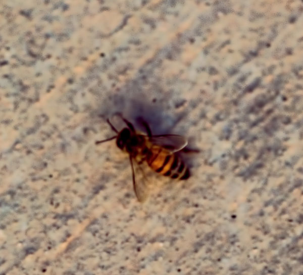 Blurry Bee on concrete walk...