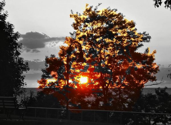 A tree at Lakewood pk with Smart Photo Editor...