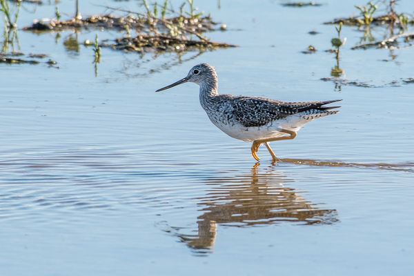 Greater Yellowlegs run back and forth in a frantic...