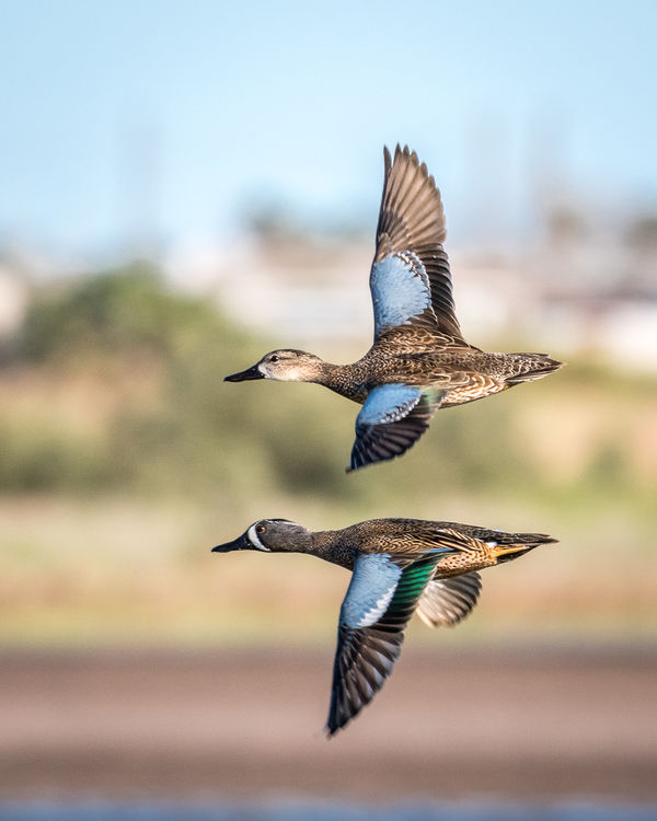 Mating pair of Blue-winged Teal flash their colors...