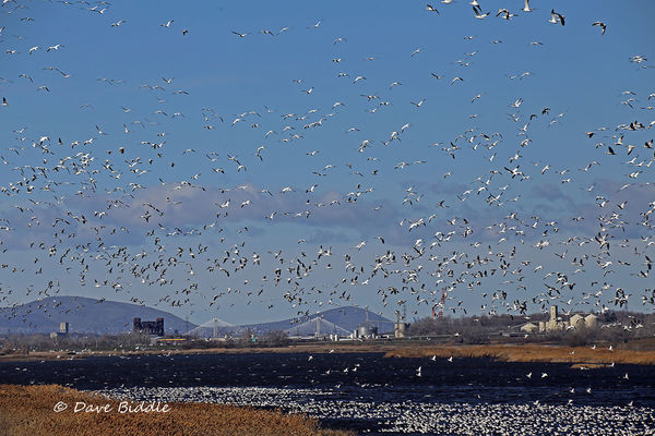 Up & down snow geese...