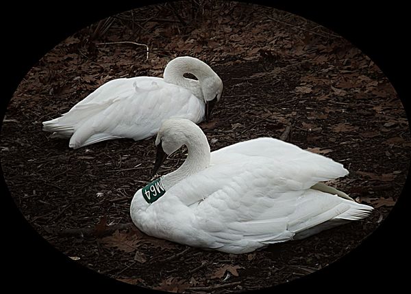 trumpeter swans...