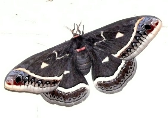 Calleta Silk Moth...