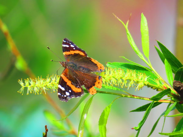 Red Admiral, on a Willow blossom...