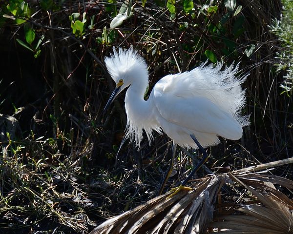 Snowy Egret-I love these guys for their outrageous...