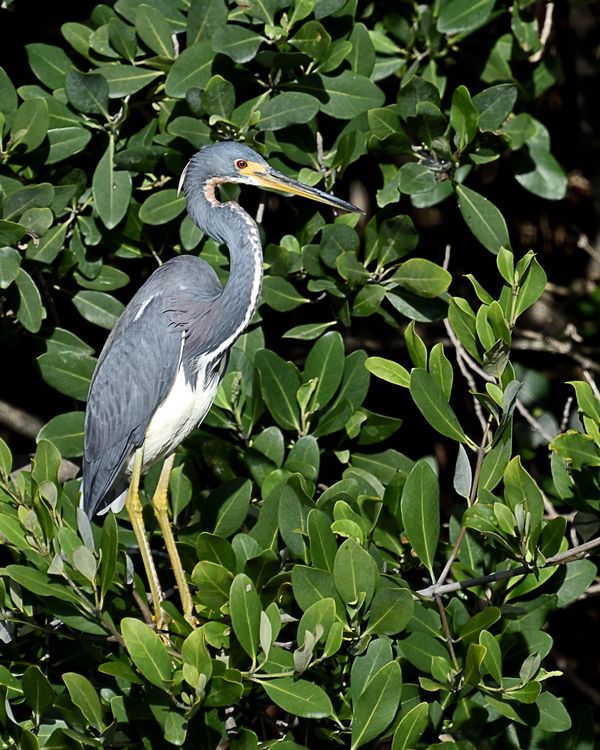 Tricolored Heron in a more classic pose....