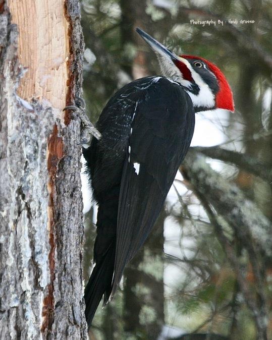 Pileated Woodpecker - eating from a broken branch ...