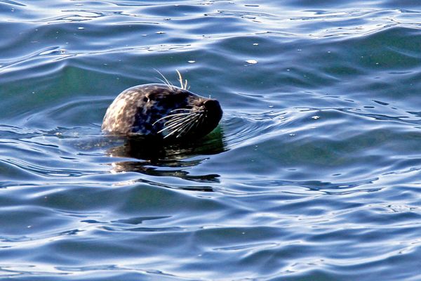 A harbor seal seen on one of our hikes....