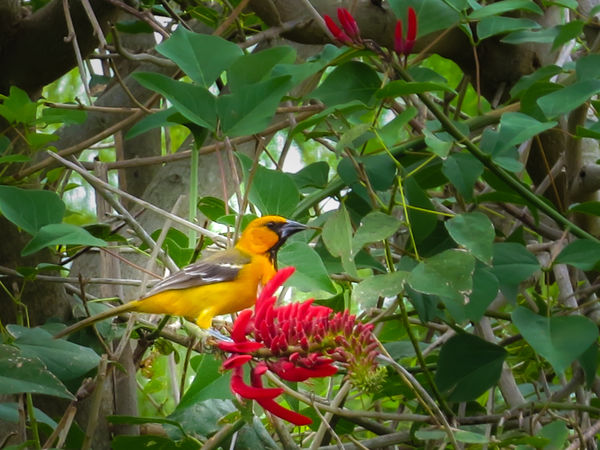 An Altamira Oriole.  Only seen in this area of the...