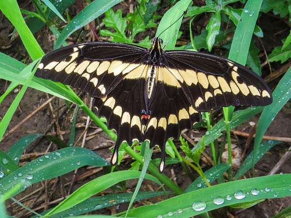 Giant Swallowtail Butterfly...