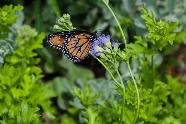 I believe a Monarch Butterfly...