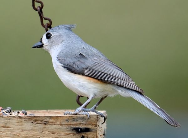 titmouse at the feeder...