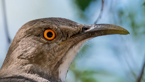 The Curved-bill Thrasher is a plain brown bird - e...