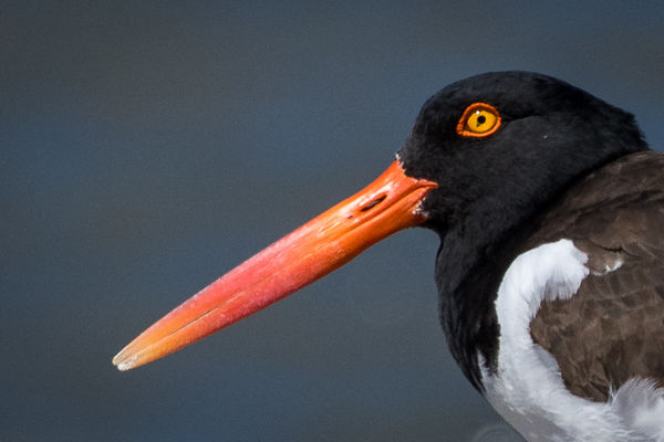Oyster Catcher females often have a dark speck on ...