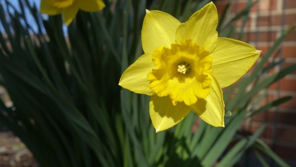 Daffodils before the freeze!...