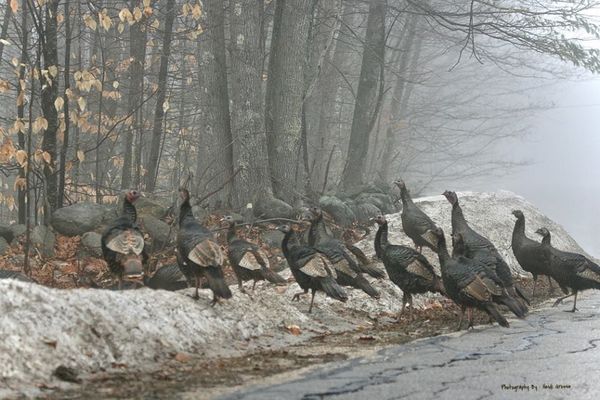 Turkeys on my way into work today...