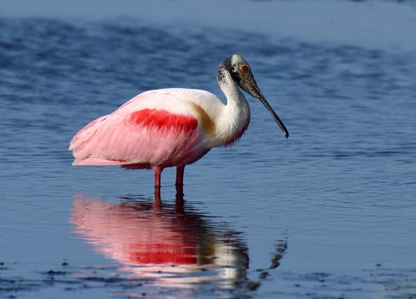 This mature Spoonbill doesn't have the prettiest f...