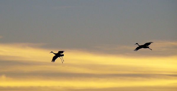 Cranes at sunset...