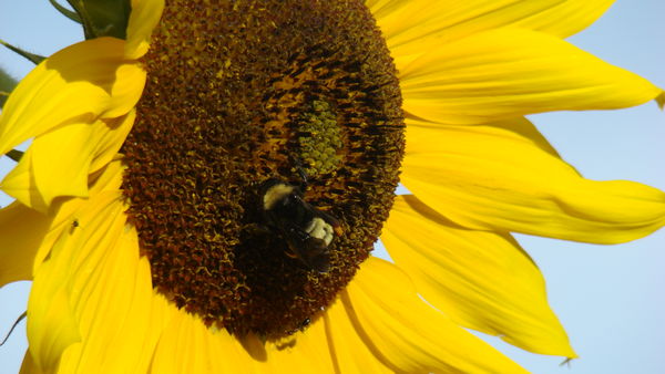 Bee on sunflower...