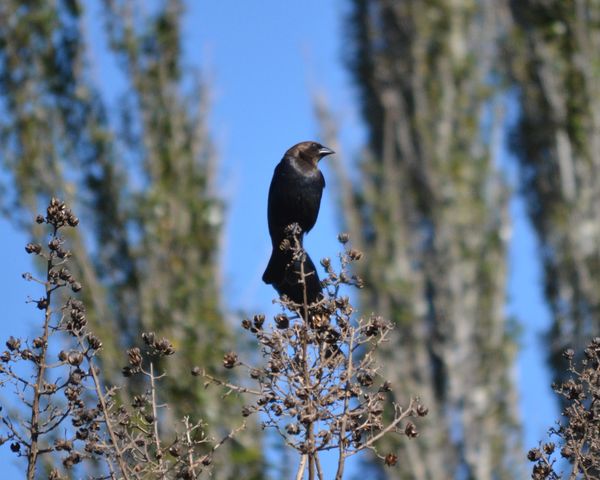 Cowbird wiating its turn from above......