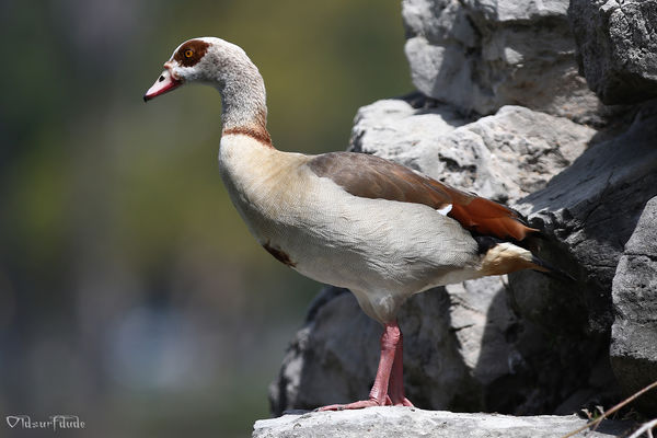 Egyptian Goose...