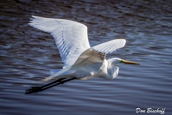 Great White Egret in flight...
