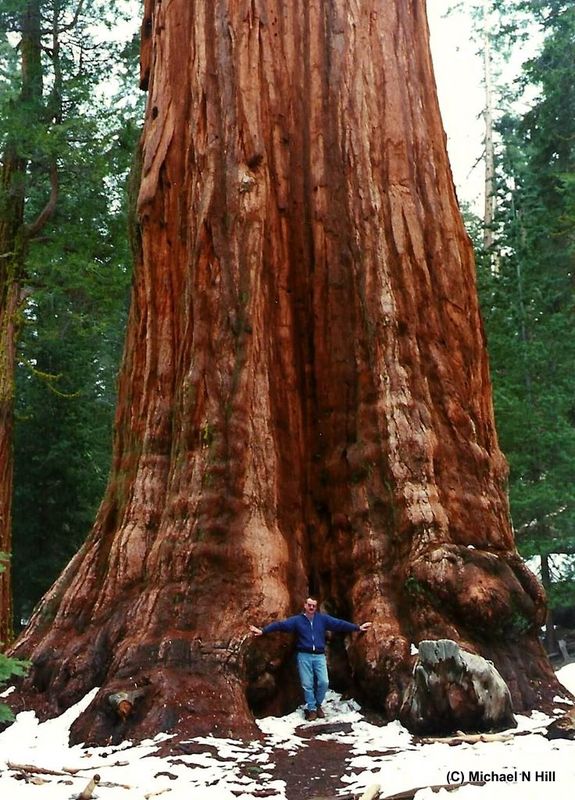 Yours truly in the redwood forest circa 1994...