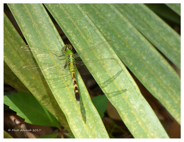 My very first insect photo ever :)...