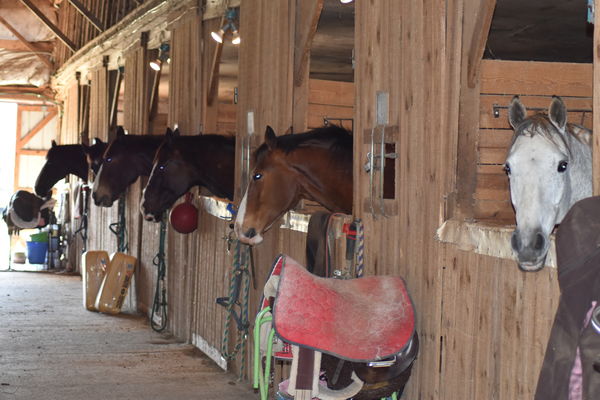 Horse Barn, Low Gap, NC...
