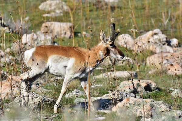 3.  Western favorite, the Pronghorn Antelope...