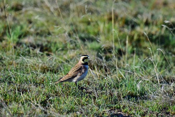 5. Male Horned Lark with his horns down...