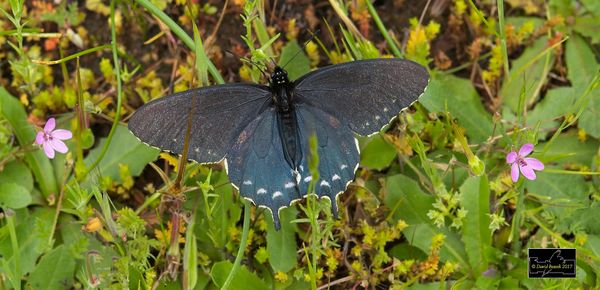 Pipevine Swallowtail...
