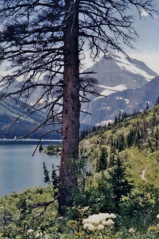this from Glacier Park many years ago ! Gorgious  ...