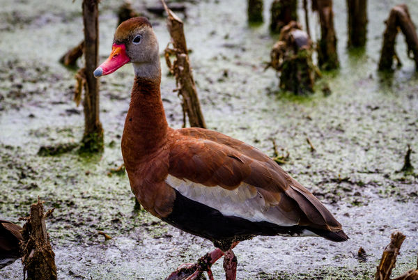 Black Bellied Whistling Duck...