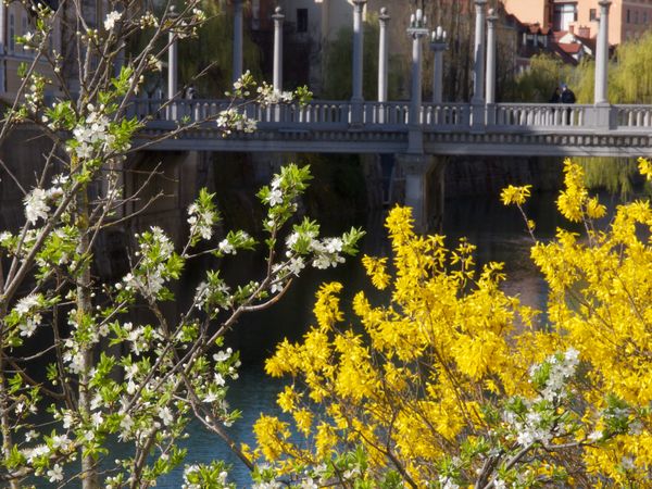 The forsythia is rooted about eight feet below the...