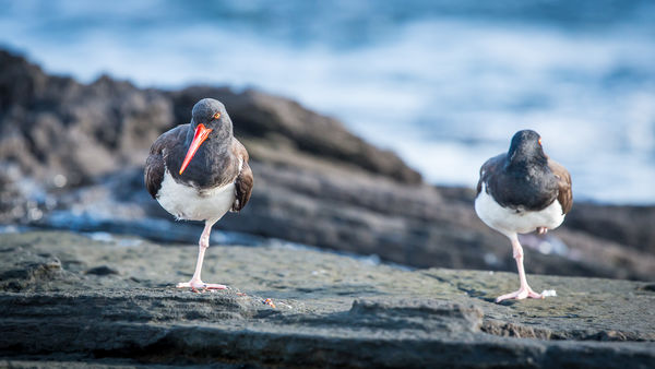 American Oystercatchers doing a mirror image pose ...