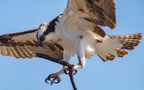 1. Male osprey brings a stick...