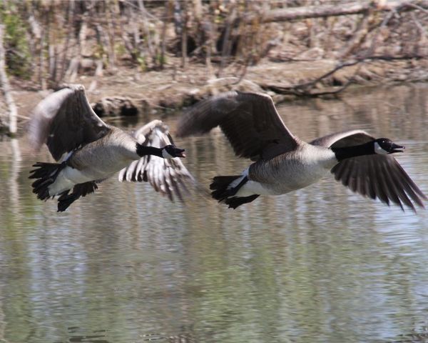 Canadian Geese on Rio Grande...