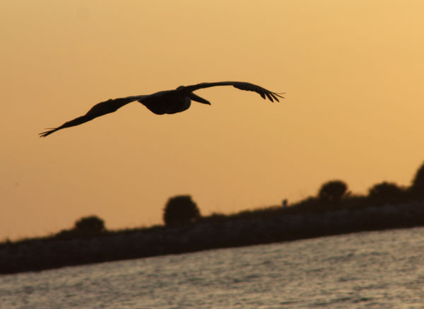 Pelican At Sunset Tampa Bay...