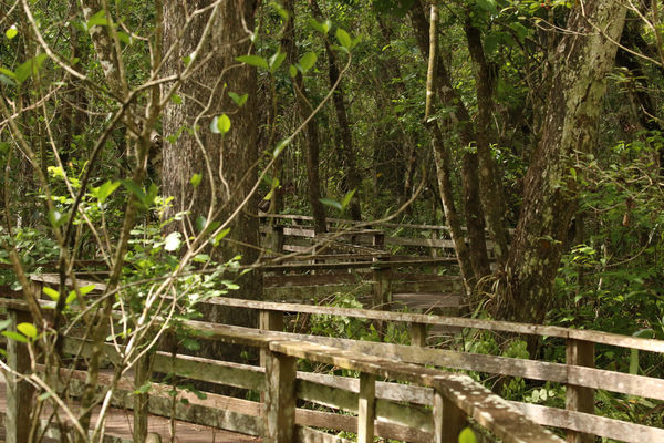 Two+ mile boardwalk through the swamp....