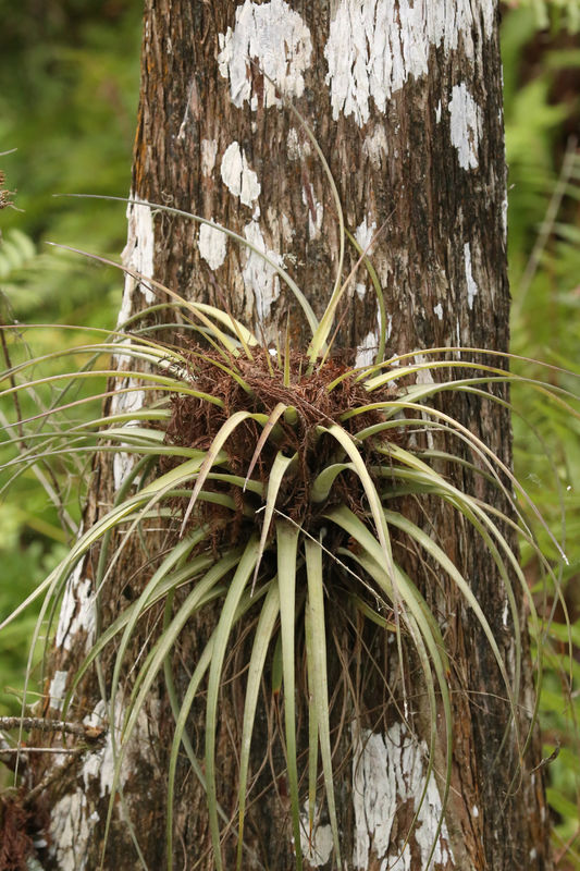 Typical bromeliad growing on the bark of a tree....
