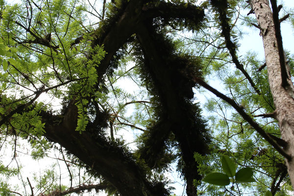 Epiphytes on an old-growth tree!...