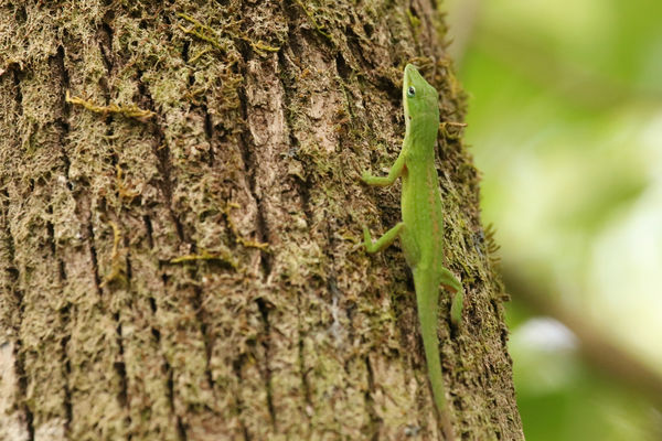 Green anole...