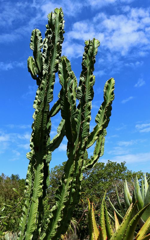 Very tall Cactus...