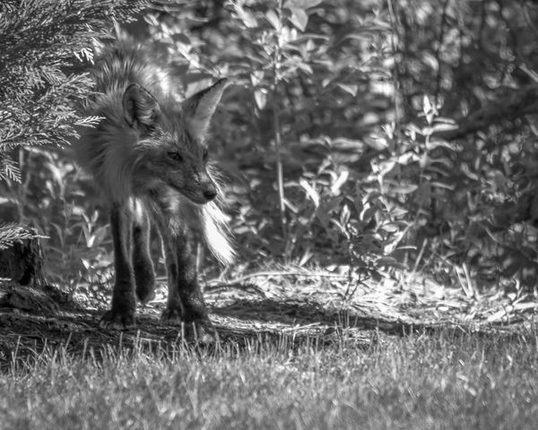 Young Hunter in the Shadows...