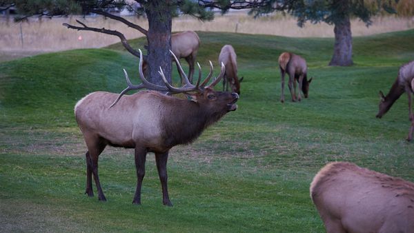 Elk on golf course!...