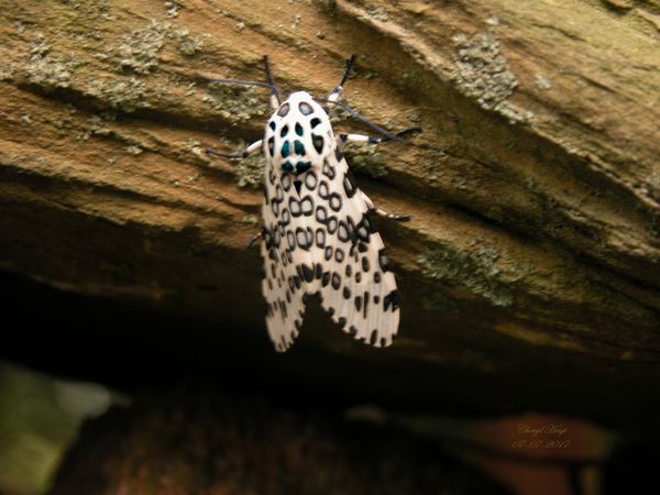 Leopard Moth...