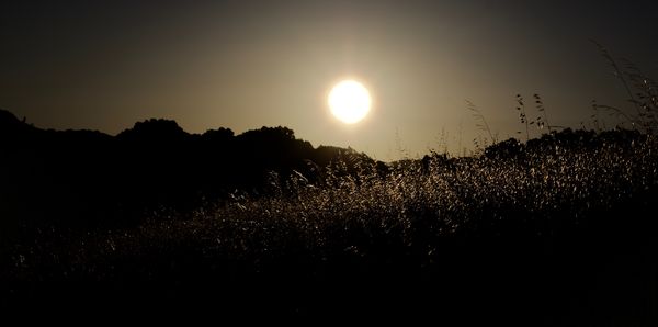 Ca. Waving Grass at Sunset-Download for Best Effec...