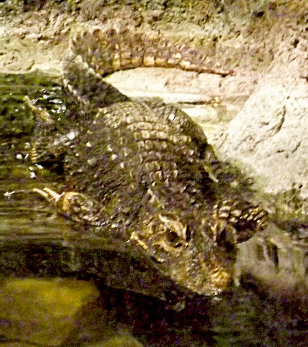 dwarf crocodile in RainForest bldg....